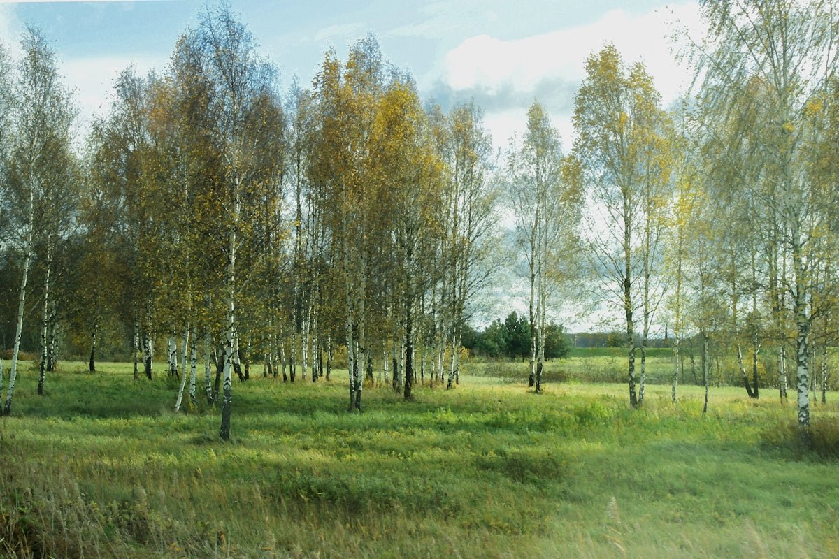Linnea: Blossoming into the Nature-Infused Beauty of This Nordic Name - Oli Prik Copenhagen